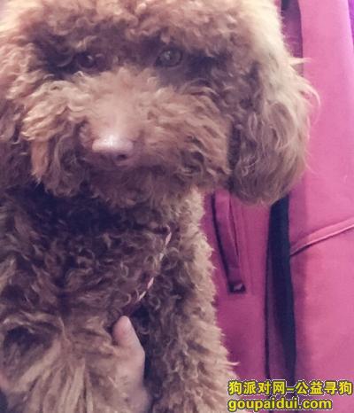 上海寻狗启示，上海黄浦区寻狗棕色泰迪，它是一只非常可爱的宠物狗狗，希望它早日回家，不要变成流浪狗。
