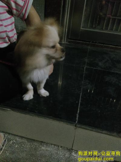 广州捡到狗，海珠区南州名宛捡到一只狗，它是一只非常可爱的宠物狗狗，希望它早日回家，不要变成流浪狗。