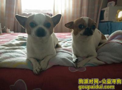 天津市大港区丢了两只吉娃娃，它是一只非常可爱的宠物狗狗，希望它早日回家，不要变成流浪狗。