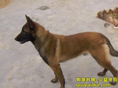 【黄石找狗】，湖北省黄石市河口镇丢失一条马犬，名叫大脸，它是一只非常可爱的宠物狗狗，希望它早日回家，不要变成流浪狗。