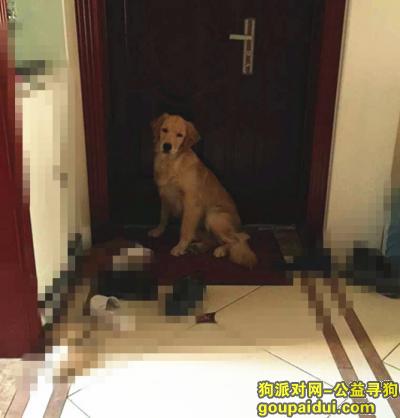 运城寻狗网，运城市职业技术学院樊村5月13日下午丢失宝贝母金毛，它是一只非常可爱的宠物狗狗，希望它早日回家，不要变成流浪狗。