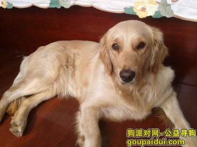 河北任丘华北油田潜山道渤海新宫附近2015年5月15号早上六点丢失一只母金毛，它是一只非常可爱的宠物狗狗，希望它早日回家，不要变成流浪狗。