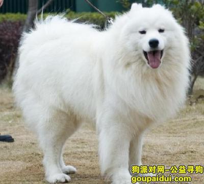 潍坊寻狗网，昌邑北孟塔尔堡找一只白色萨摩耶，它是一只非常可爱的宠物狗狗，希望它早日回家，不要变成流浪狗。