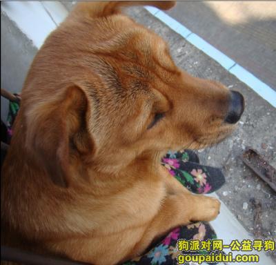 【赣州龙南】龙南金水大道附近走丢一只中型黄色公狗，它是一只非常可爱的宠物狗狗，希望它早日回家，不要变成流浪狗。