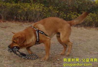【龙南】龙南金水大道附近走丢一只中型黄色公狗，它是一只非常可爱的宠物狗狗，希望它早日回家，不要变成流浪狗。