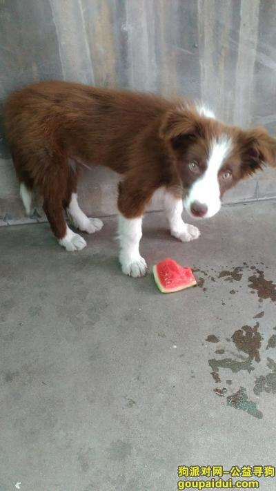 【杭州找狗】，杭州急寻爱犬，它是一只非常可爱的宠物狗狗，希望它早日回家，不要变成流浪狗。