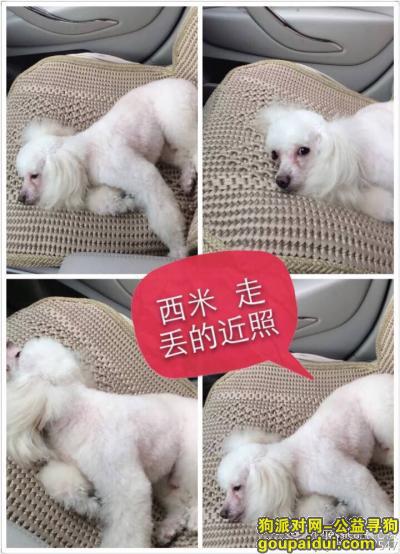 贵阳寻狗网，贵阳云岩区六广门5月16日丢失白色贵宾弟弟3岁，它是一只非常可爱的宠物狗狗，希望它早日回家，不要变成流浪狗。