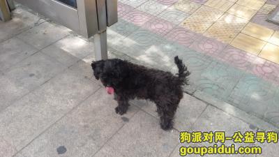 深圳寻狗网，捡到黑色狗，请联系我，它是一只非常可爱的宠物狗狗，希望它早日回家，不要变成流浪狗。