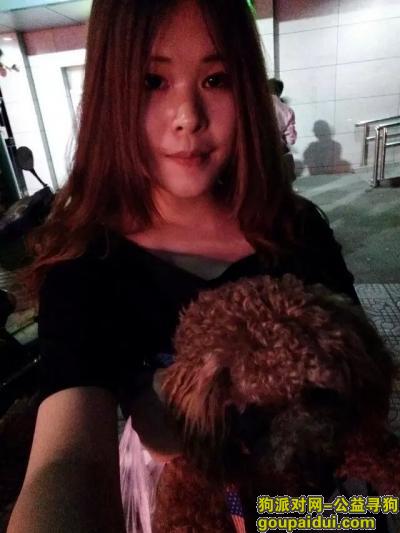 上海找狗，泰迪狗，名字叫小米。，它是一只非常可爱的宠物狗狗，希望它早日回家，不要变成流浪狗。