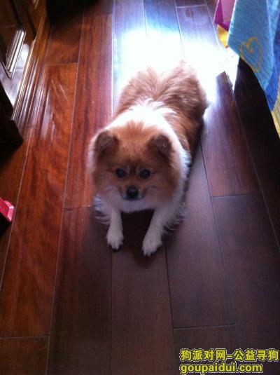 南京寻狗，请求南京江宁区的朋友帮忙，寻找“罗博”。。。，它是一只非常可爱的宠物狗狗，希望它早日回家，不要变成流浪狗。