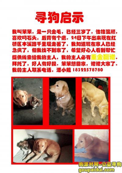 天津找狗，天津红桥区本溪路千里堤走失金毛，它是一只非常可爱的宠物狗狗，希望它早日回家，不要变成流浪狗。