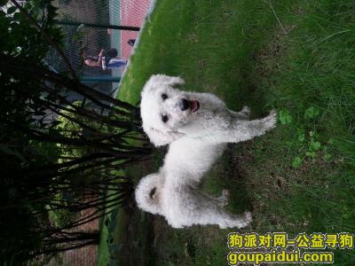 重庆寻狗主人，庆市江北区嘉华西加油站捡到白狗一条，它是一只非常可爱的宠物狗狗，希望它早日回家，不要变成流浪狗。