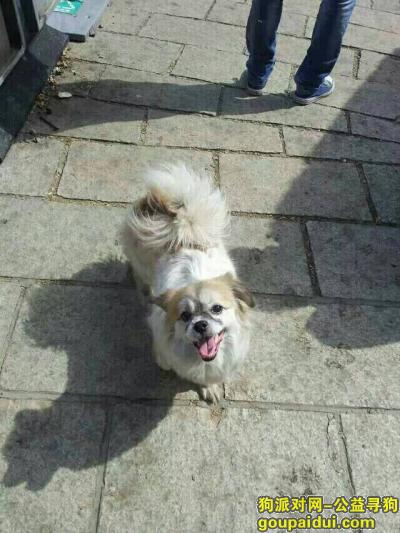上海寻狗网，名叫宝宝，在上海市闵行区航中路99弄4号楼附近丢失，它是一只非常可爱的宠物狗狗，希望它早日回家，不要变成流浪狗。