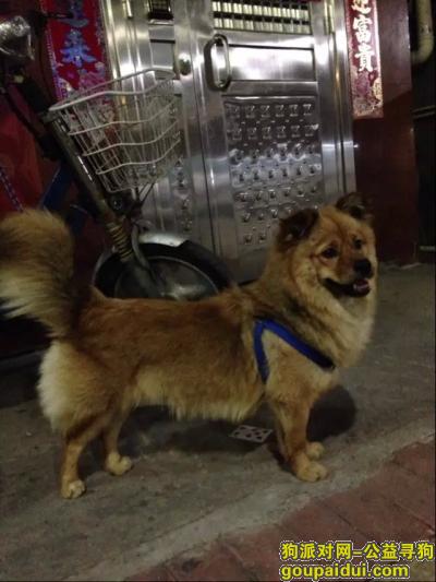 丢失西藏猎犬，东莞市谢岗镇谢山丢失黄色小狗一只，大家帮忙找找···重谢，它是一只非常可爱的宠物狗狗，希望它早日回家，不要变成流浪狗。