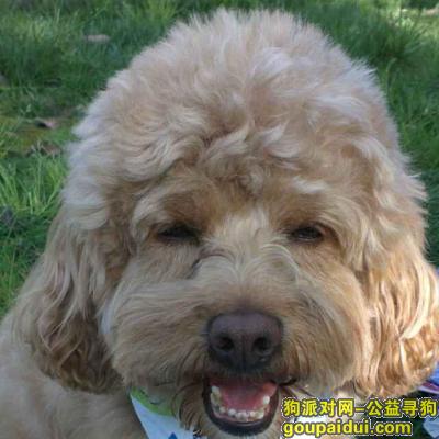 重庆大溪沟丢失棕色泰迪，它是一只非常可爱的宠物狗狗，希望它早日回家，不要变成流浪狗。