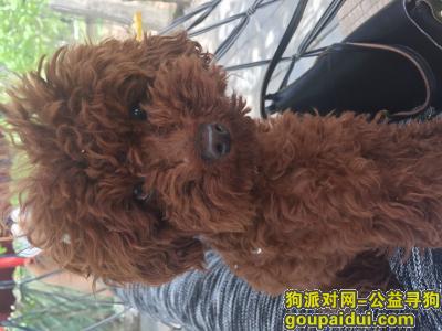 北京找狗，沙阳路附近泰迪狗寻狗，它是一只非常可爱的宠物狗狗，希望它早日回家，不要变成流浪狗。