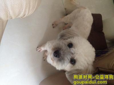 深圳寻狗启示，寻爱犬  好心人帮帮忙，它是一只非常可爱的宠物狗狗，希望它早日回家，不要变成流浪狗。