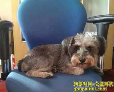 北京寻狗网，灰白色迷你雪纳瑞丢失，万分着急！，它是一只非常可爱的宠物狗狗，希望它早日回家，不要变成流浪狗。