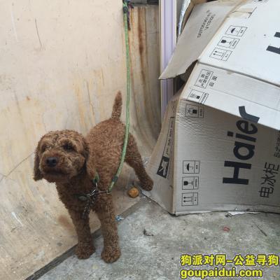 青岛捡到狗，6月29号浮山后捡到棕色泰迪，它是一只非常可爱的宠物狗狗，希望它早日回家，不要变成流浪狗。