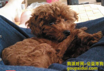 济南长清大学城商业街走失名叫淼淼棕色泰迪，它是一只非常可爱的宠物狗狗，希望它早日回家，不要变成流浪狗。