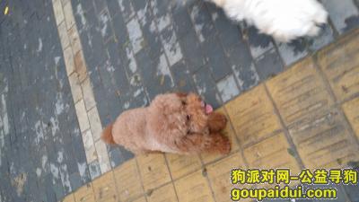连云港市新浦区龙河小区光辉路上丢失棕色泰迪，它是一只非常可爱的宠物狗狗，希望它早日回家，不要变成流浪狗。