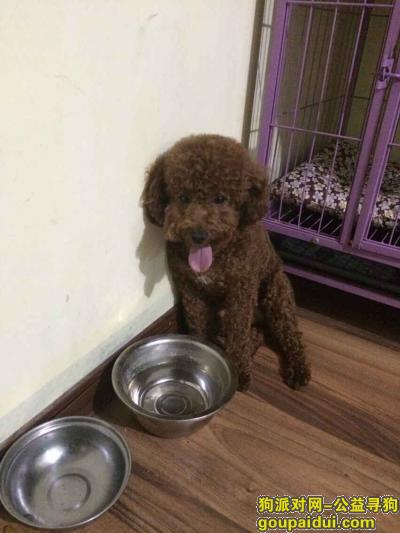 北京通州土桥酬谢2000元找泰迪狗，它是一只非常可爱的宠物狗狗，希望它早日回家，不要变成流浪狗。