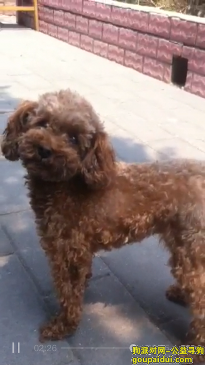 【北京找狗】，北京市朝阳区曙光里小区丢失一只棕红色泰迪犬，母狗，它是一只非常可爱的宠物狗狗，希望它早日回家，不要变成流浪狗。