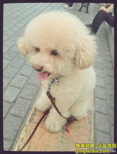 哈尔滨寻狗网，3000寻香槟色泰迪犬，它是一只非常可爱的宠物狗狗，希望它早日回家，不要变成流浪狗。