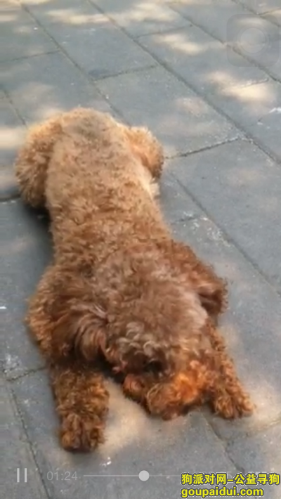 【北京找狗】，北京市曙光里小区丢失一只泰迪，家人等待你的回来，它是一只非常可爱的宠物狗狗，希望它早日回家，不要变成流浪狗。