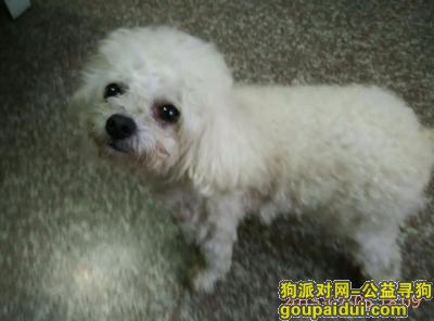 上海寻狗启示，重金寻找上海浦东丢失的白色、6岁玩具贵宾（就35CM长），它是一只非常可爱的宠物狗狗，希望它早日回家，不要变成流浪狗。
