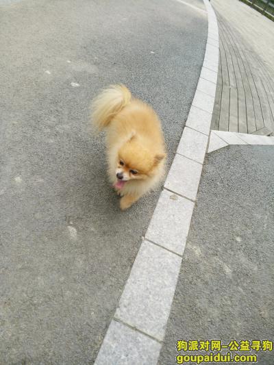 上海捡到狗，上海三林这边捡到一只黄色博美，它是一只非常可爱的宠物狗狗，希望它早日回家，不要变成流浪狗。