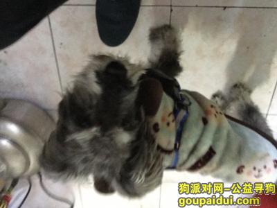 上海找狗小型雪纳瑞一岁左右，它是一只非常可爱的宠物狗狗，希望它早日回家，不要变成流浪狗。