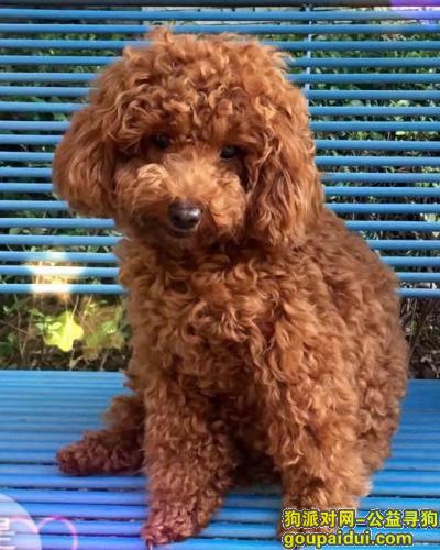 重庆寻狗启示，寻找咖啡(棕色泰迪)，它是一只非常可爱的宠物狗狗，希望它早日回家，不要变成流浪狗。