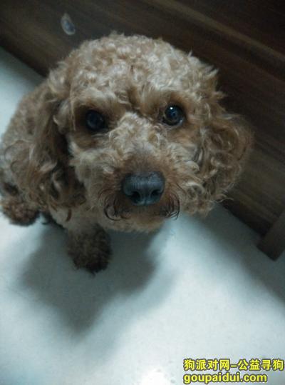 望宁波江东的朋友帮忙找下爱狗豆豆，它是一只非常可爱的宠物狗狗，希望它早日回家，不要变成流浪狗。