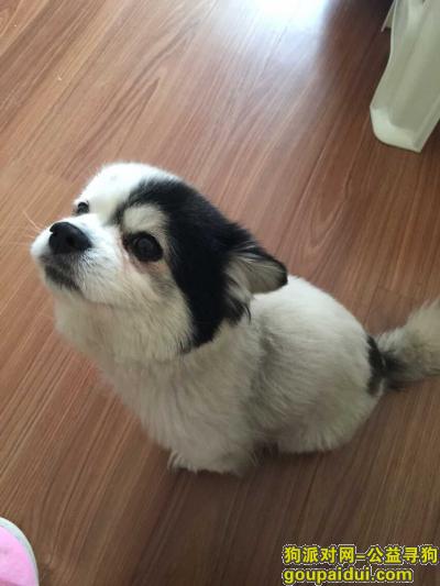 昭通市昭阳区寻找一只小型哈巴狗，黑白色，它是一只非常可爱的宠物狗狗，希望它早日回家，不要变成流浪狗。