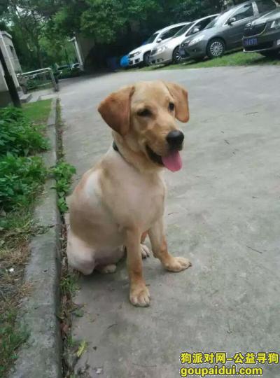 【上海找狗】，宝山区聚丰园路附近丢失黄色拉布拉多，它是一只非常可爱的宠物狗狗，希望它早日回家，不要变成流浪狗。