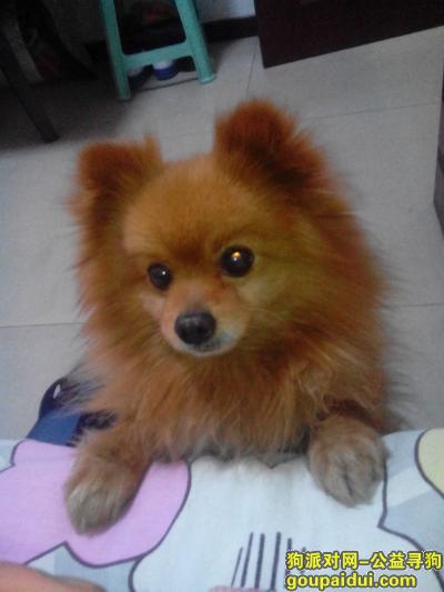 【临汾找狗】，辉辉 公博美 黄色，它是一只非常可爱的宠物狗狗，希望它早日回家，不要变成流浪狗。
