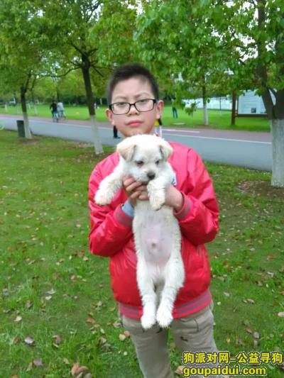【南昌找狗】，找一只白色的可爱小狗狗，它是一只非常可爱的宠物狗狗，希望它早日回家，不要变成流浪狗。