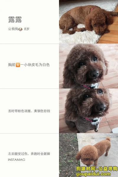 上海丢狗，寻找爱犬露露，棕色贵宾泰迪熊，公狗。，它是一只非常可爱的宠物狗狗，希望它早日回家，不要变成流浪狗。