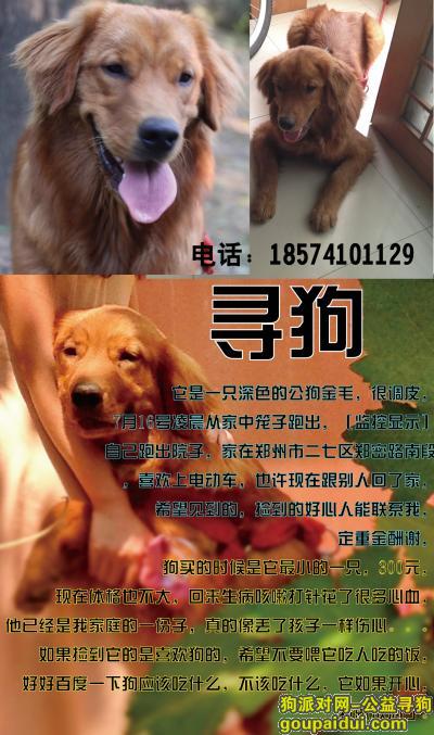 郑州找狗，深色公金毛走丢二七区郑密路南段，它是一只非常可爱的宠物狗狗，希望它早日回家，不要变成流浪狗。