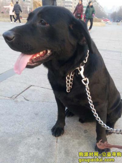 沈阳铁西丢失拉布拉多，求好心人帮忙，它是一只非常可爱的宠物狗狗，希望它早日回家，不要变成流浪狗。