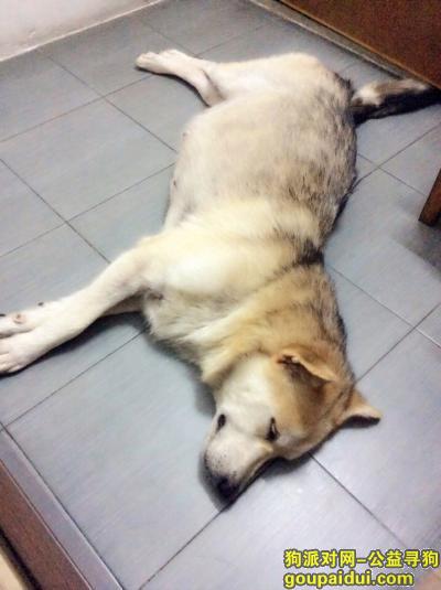 【东莞找狗】，请帮我找回我家的狗狗happy好吗 是阿拉斯加犬，它是一只非常可爱的宠物狗狗，希望它早日回家，不要变成流浪狗。