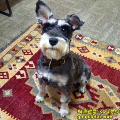 【北京找狗】，北京寻狗  黑白色雪纳瑞，它是一只非常可爱的宠物狗狗，希望它早日回家，不要变成流浪狗。