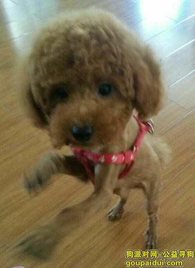 【泰州找狗】，泰州兴化寻狗，棕色卷毛泰迪，它是一只非常可爱的宠物狗狗，希望它早日回家，不要变成流浪狗。