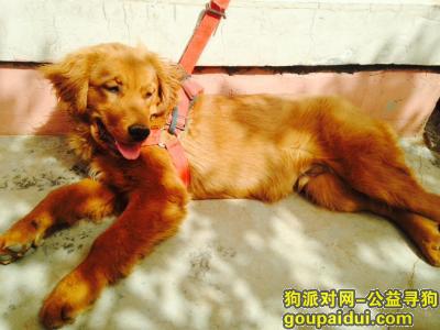 【郑州找狗】，7月16日郑密路 哪位好心人捡到金毛狗一只！！重金求送回！，它是一只非常可爱的宠物狗狗，希望它早日回家，不要变成流浪狗。