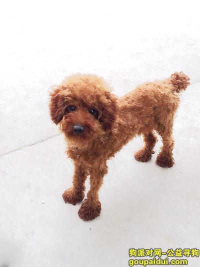 寻狗启示泰迪八个多月，七八斤重棕色毛，它是一只非常可爱的宠物狗狗，希望它早日回家，不要变成流浪狗。
