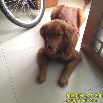 郑州寻狗，7月16日郑密路 哪位好心人捡到金毛狗一只！！重金5000求送回！，它是一只非常可爱的宠物狗狗，希望它早日回家，不要变成流浪狗。