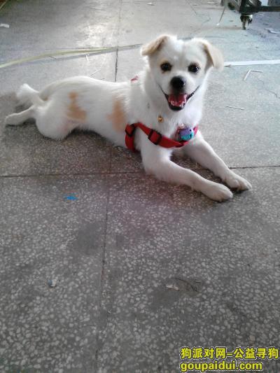 深圳寻狗网，找到心爱的蝴蝶犬，它是一只非常可爱的宠物狗狗，希望它早日回家，不要变成流浪狗。