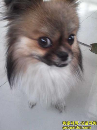 【枣庄找狗】，小京巴丢失，家人期盼回家，它是一只非常可爱的宠物狗狗，希望它早日回家，不要变成流浪狗。