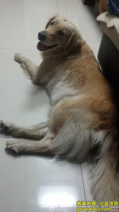望好心人帮忙寻找4岁金毛愛犬格格，它是一只非常可爱的宠物狗狗，希望它早日回家，不要变成流浪狗。